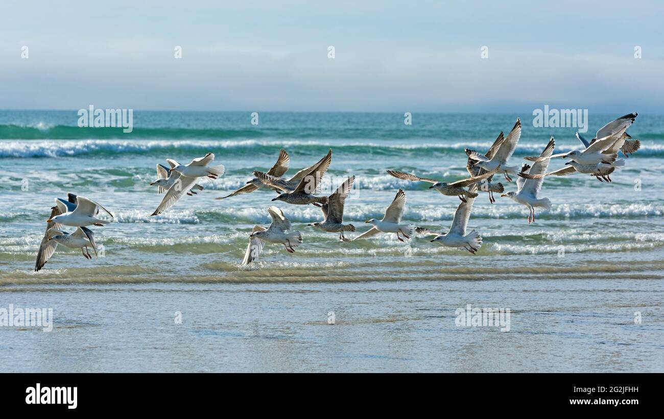 Gabbiani che volano sulla spiaggia, Anse de Dinan, Presqu´Ile de Crozon, Francia, Bretagna, Dipartimento del Finistère Foto Stock