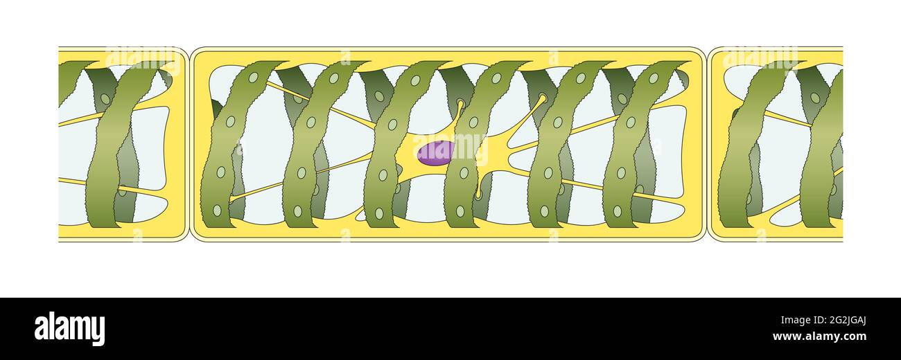 Algea verde Spirogyra, struttura Foto Stock