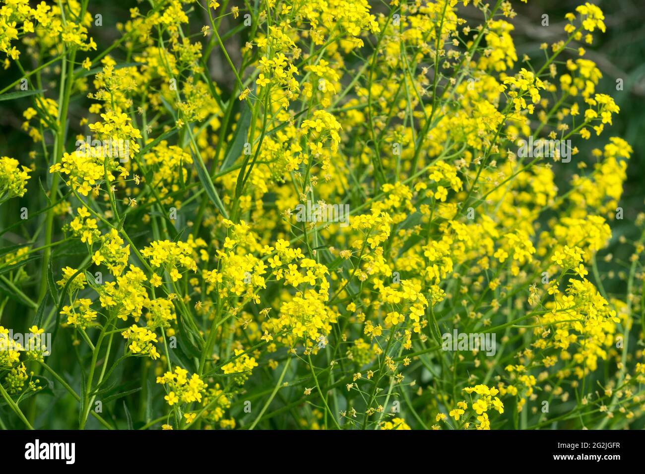 Bunias orientalis, Turco wartycavolo primavera fiori gialli closeup fuoco selettivo Foto Stock