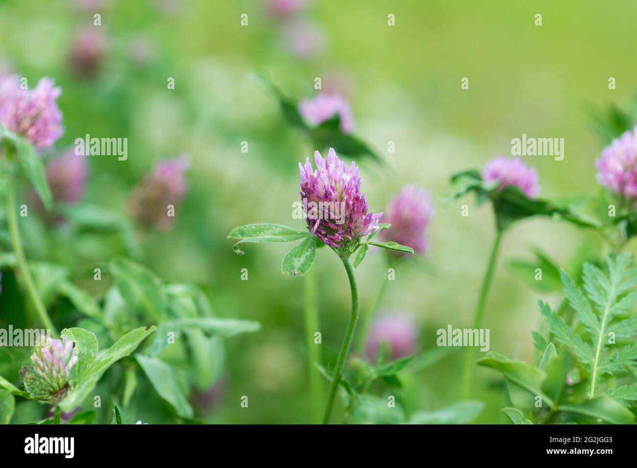 Trifolium pratense, fiore rosso di trifoglio in fuoco selettivo di closeup dei prati Foto Stock