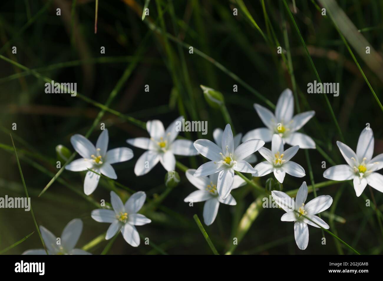 Ornithogalum umbellatum, fiori bianchi di giglio d'erba chiuda fuoco selettivo Foto Stock