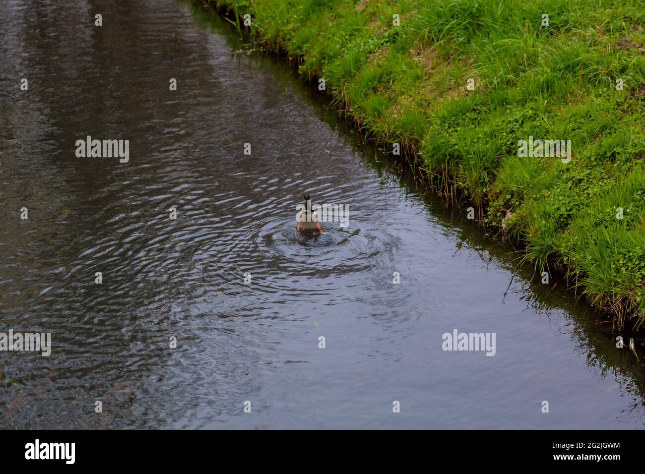 Piccolo fiume stretto con un'anatra che ha la testa sotto l'acqua mentre mangiando Foto Stock