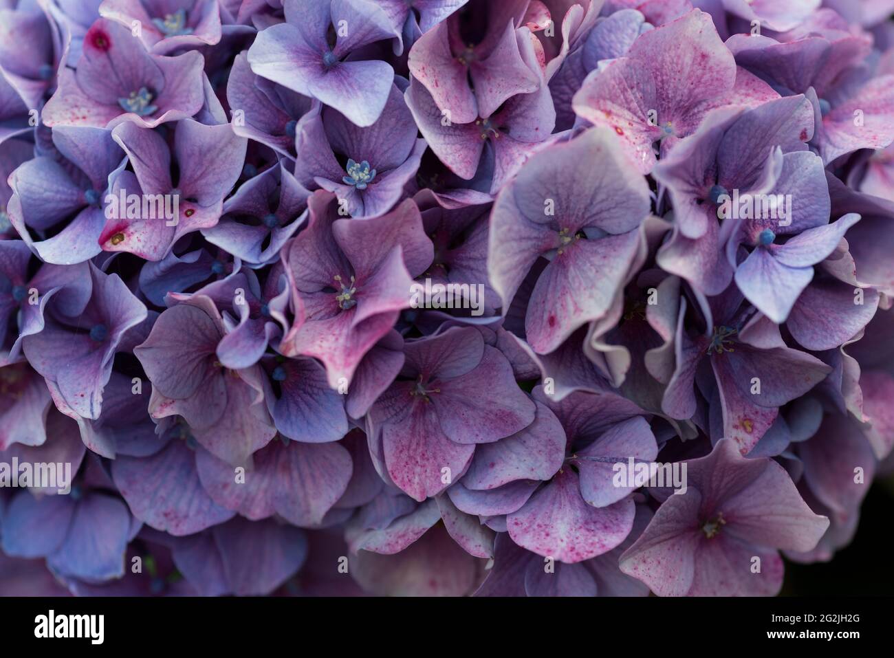Fiore di ortensie, Bretagna Francia Foto Stock