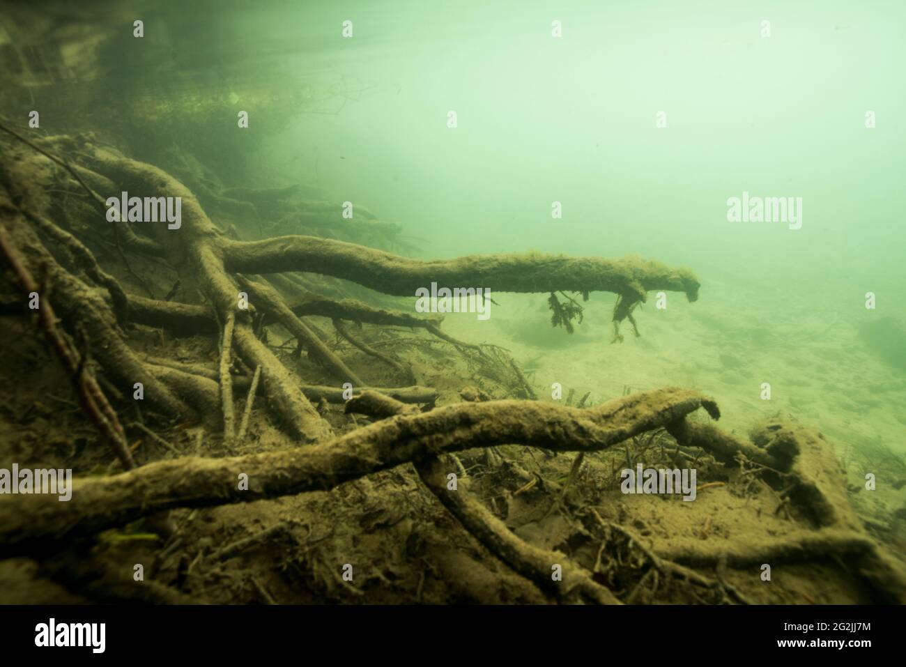 Paesaggio paludoso sotto l'acqua Foto Stock