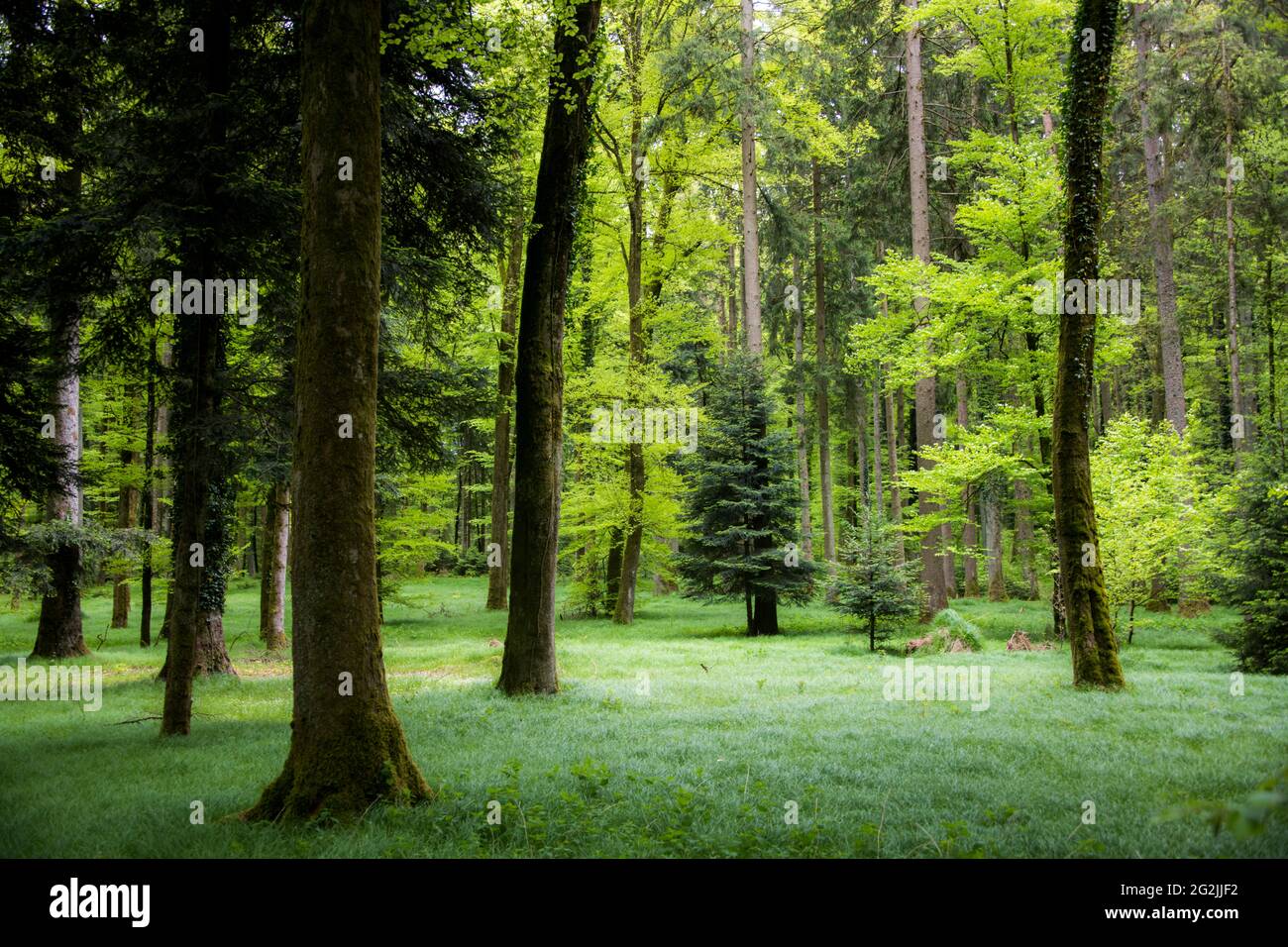 Paesaggio paludoso, alberi, foresta mista Foto Stock