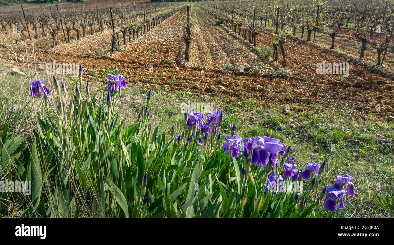 Vigneto vicino Cazerdanes in primavera. Iride in fiore. Foto Stock