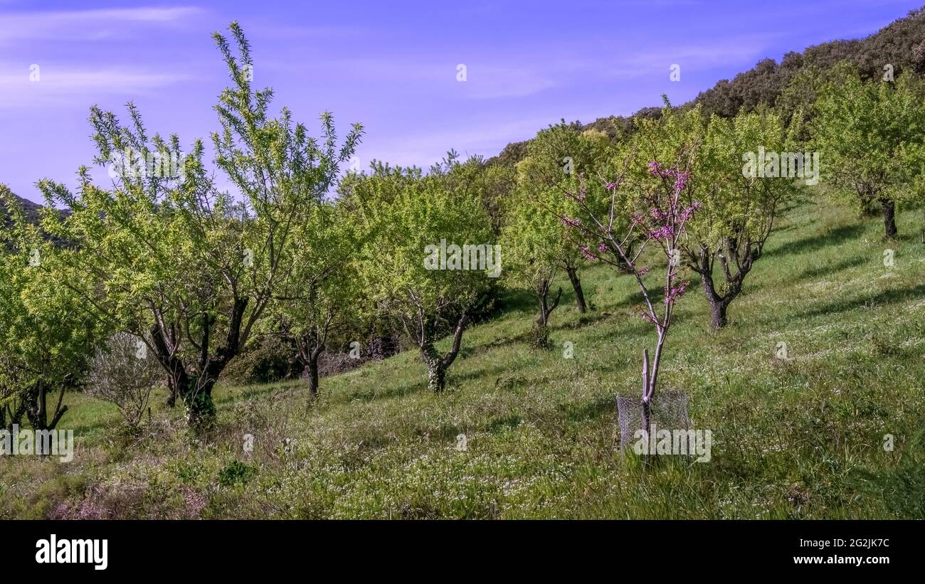 Piccola piantagione di mandorle vicino a le Priou in primavera. Foto Stock