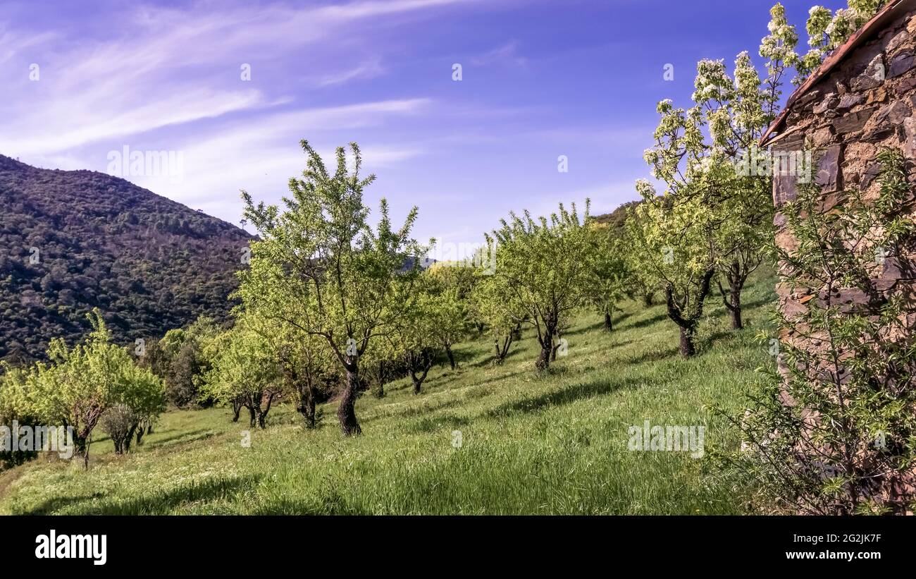 Piccola piantagione di mandorle vicino a le Priou in primavera. Foto Stock