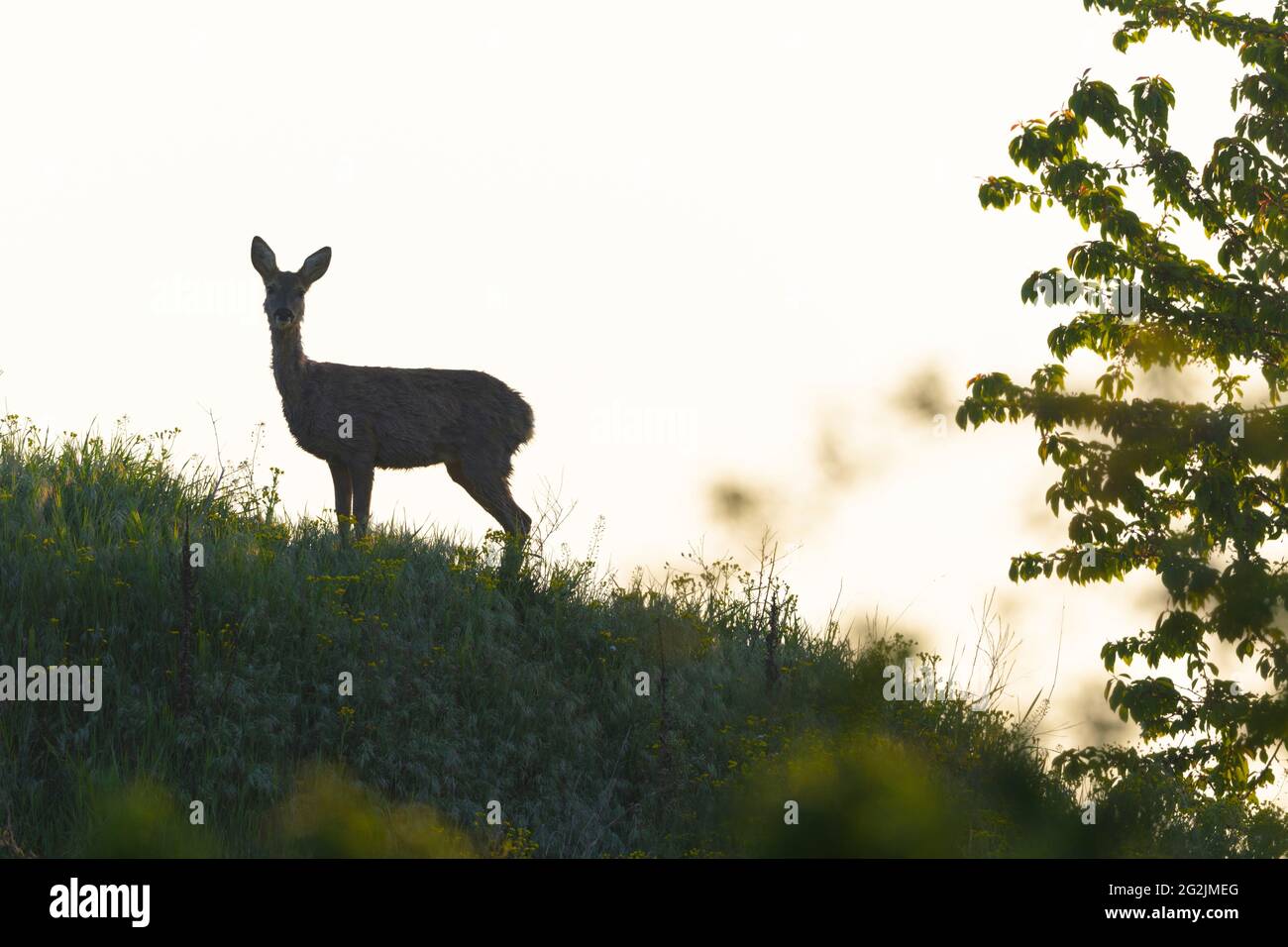 Capriolo (Capreolus capreolus) su una collina, primavera, aprile, Assia, Germania Foto Stock