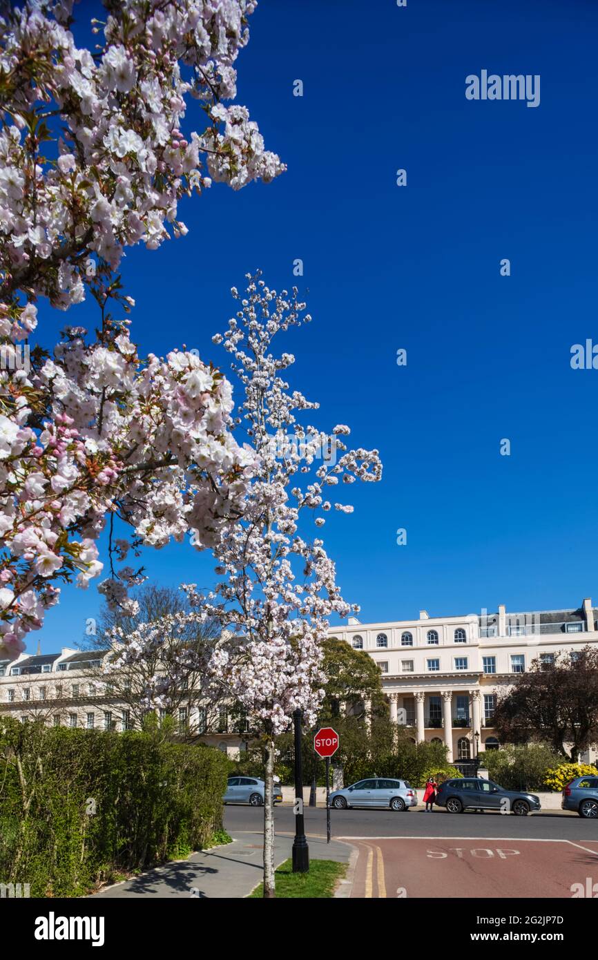 Inghilterra, Londra, Regent's Park, Chester Road e Chester Terrace con Cherry Blossom Tress a Bloom Foto Stock