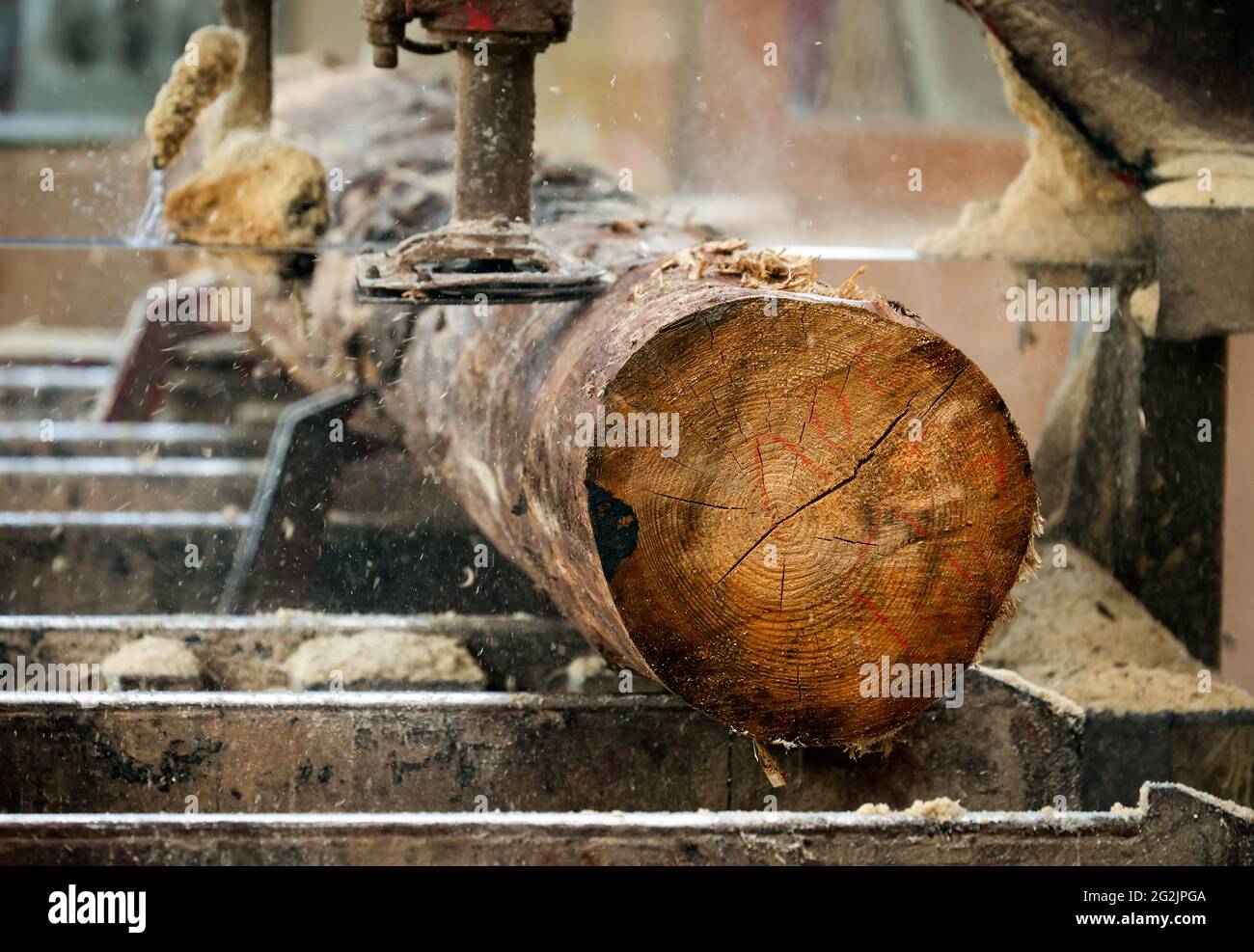 Solingen, Renania Settentrionale-Vestfalia, Germania - tronco di abete rosso, qui il legno di abete rosso infestato da barbabietole, legno di abete, viene trasformato in legno da costruzione, Foto Stock