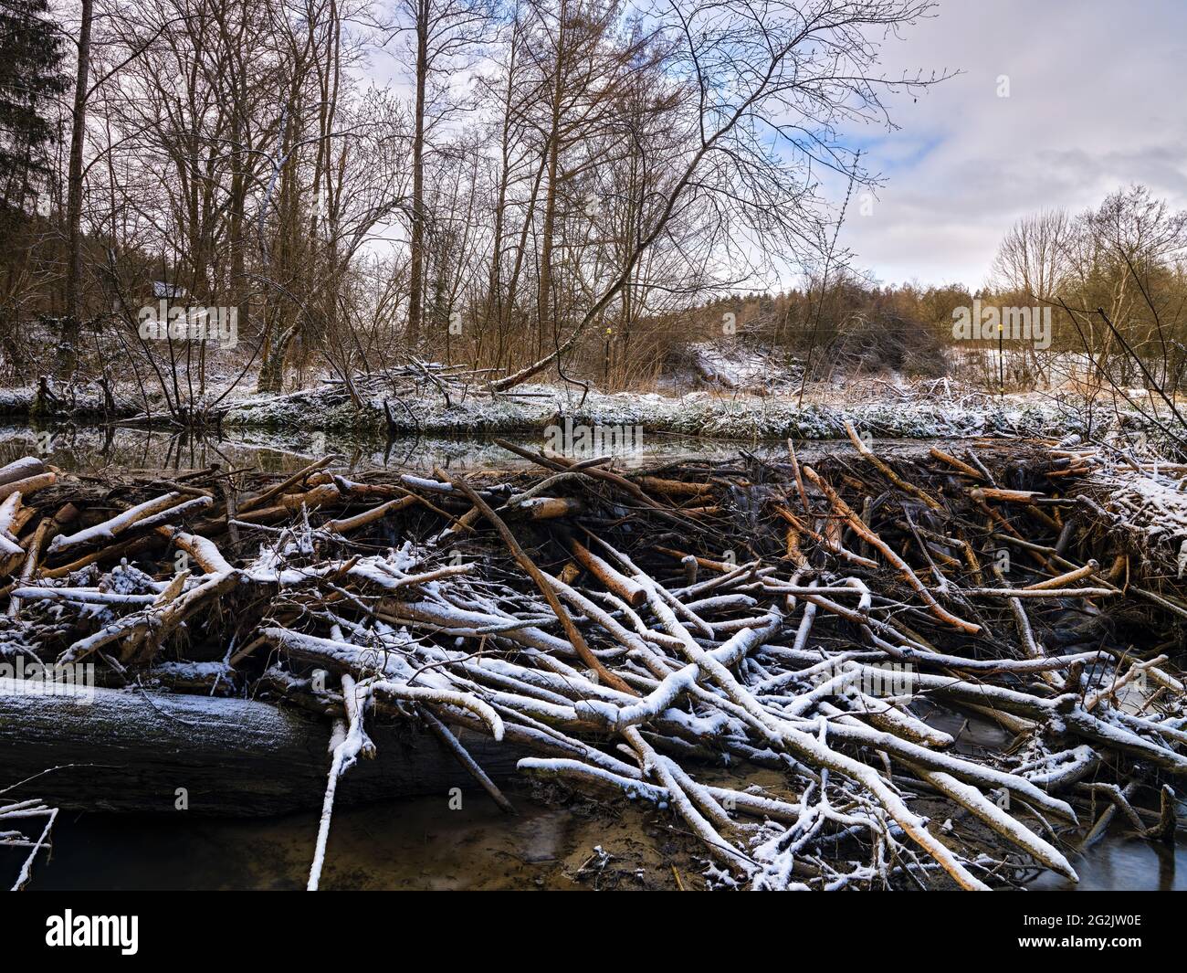 Flusso, fiume, corso d'acqua, acqua che scorre, diga di castoro, diga, damming naturale, floodplain, foresta alluvionale, alberi, foresta, parco naturale, paesaggio ricreativo, paesaggio culturale Foto Stock