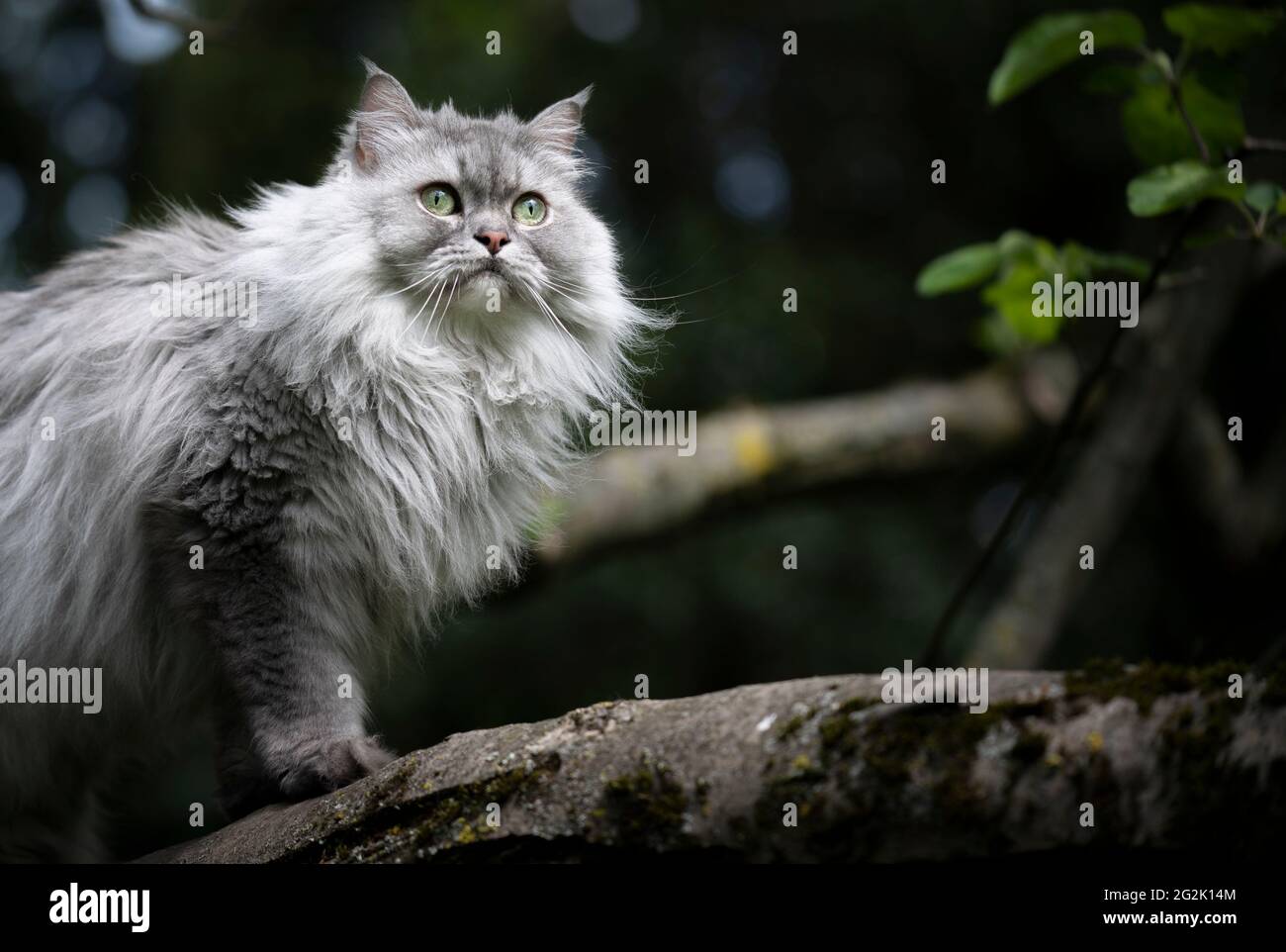 grigio argento tabby gatto longhair britannico seduto su un albero osservare il giardino Foto Stock