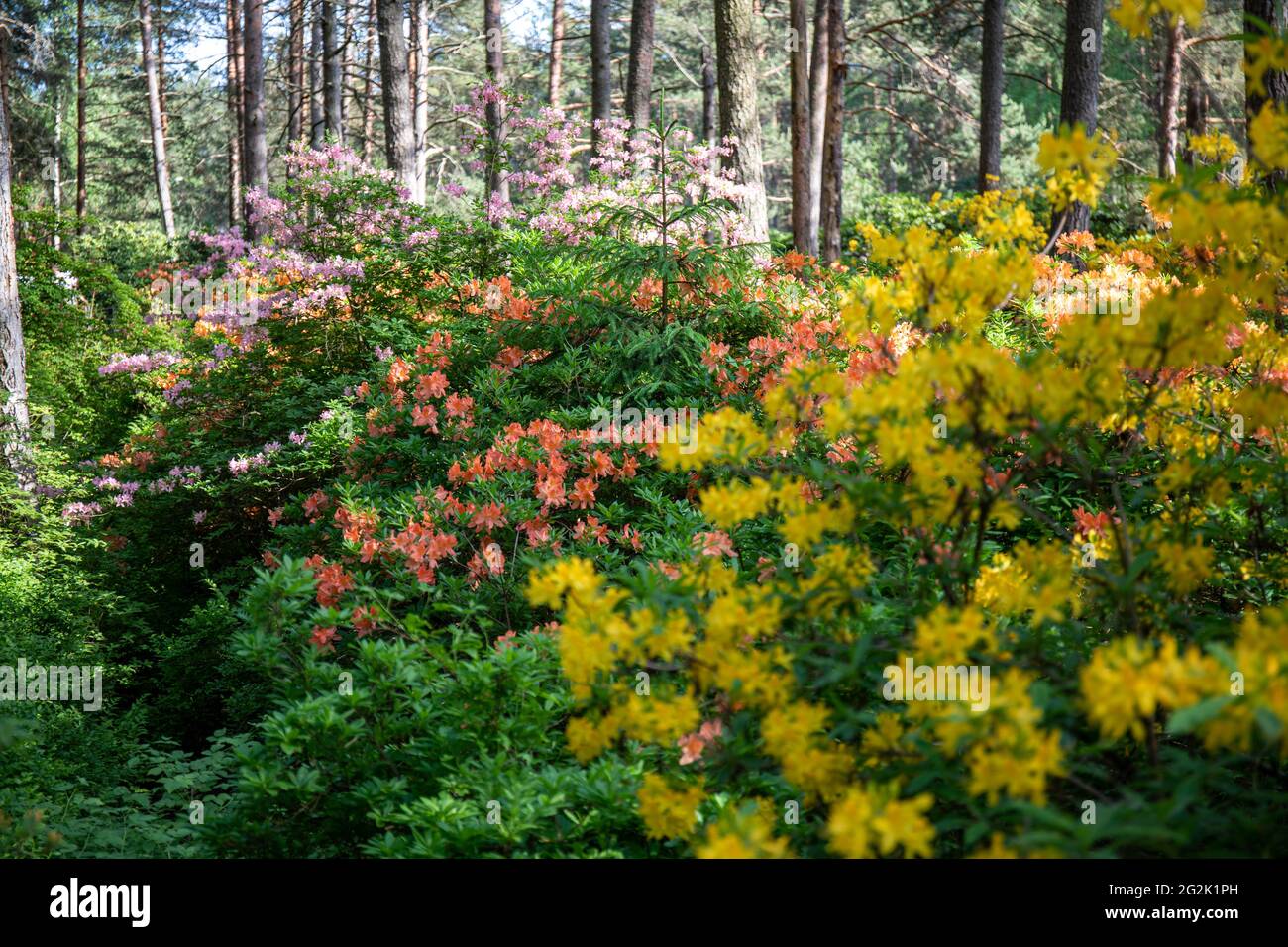 Varie varietà di rododendri fioriti nel Parco Haaga Rhododendron di Helsinki, Finlandia Foto Stock