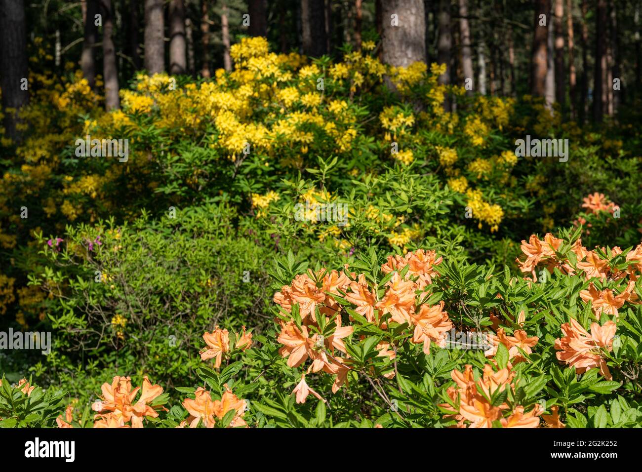 Varietà di rododendri fioriti nel Parco Haaga Rhododendron di Helsinki, Finlandia Foto Stock