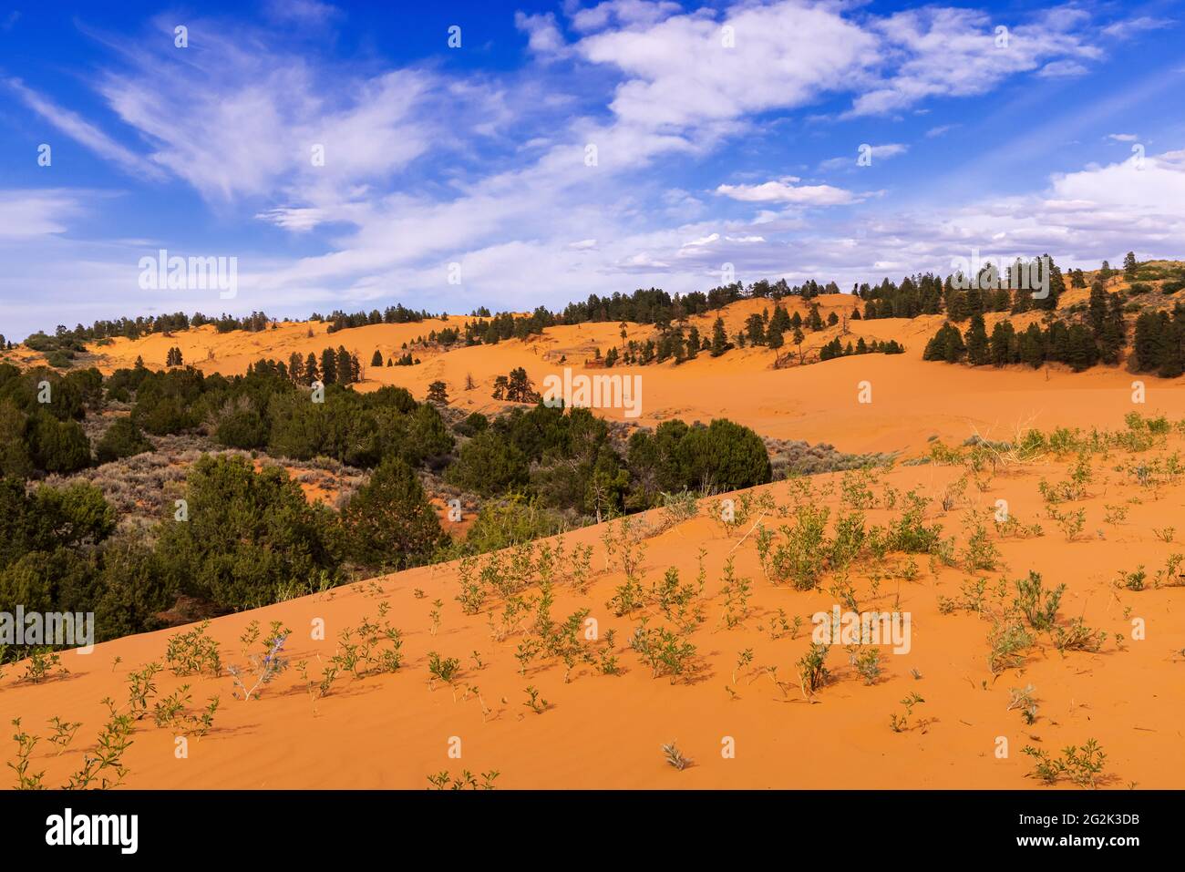 Le spettacolari dune di sabbia si mescolano con Juniper, Pinion e Ponderosa Pines al Coral Pink Sand Dunes state Park vicino a Kanab, Kane County, Utah, USA. Foto Stock