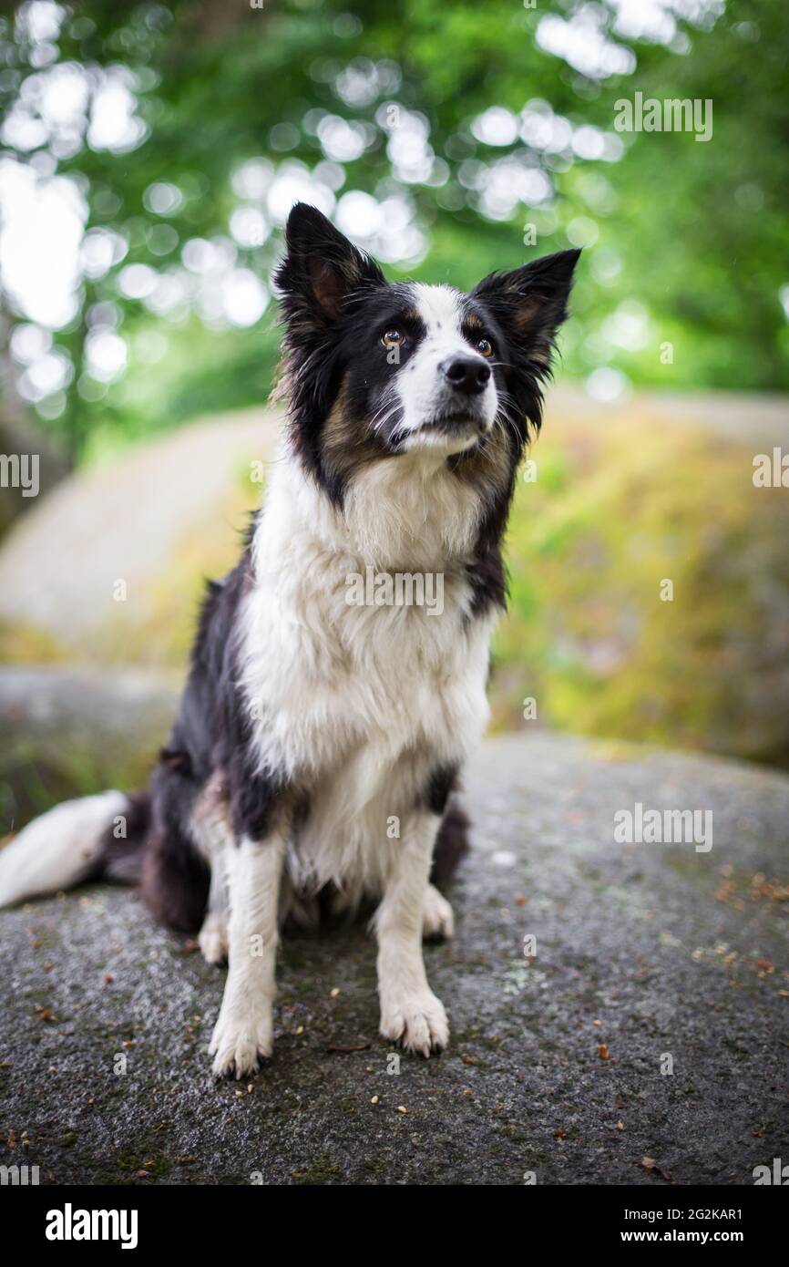 Collie di bordo Foto Stock