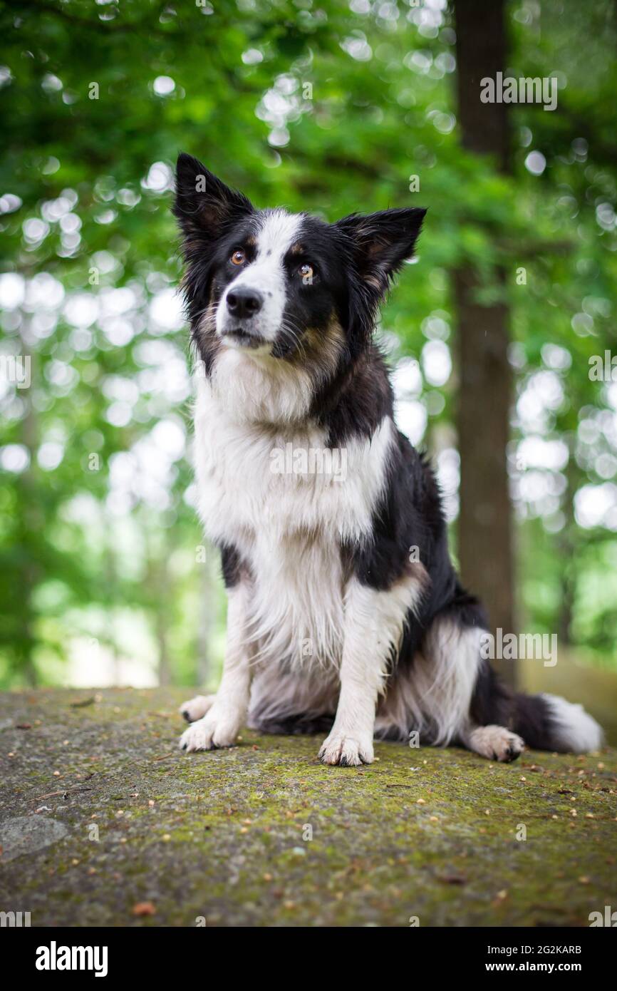 Collie di bordo Foto Stock