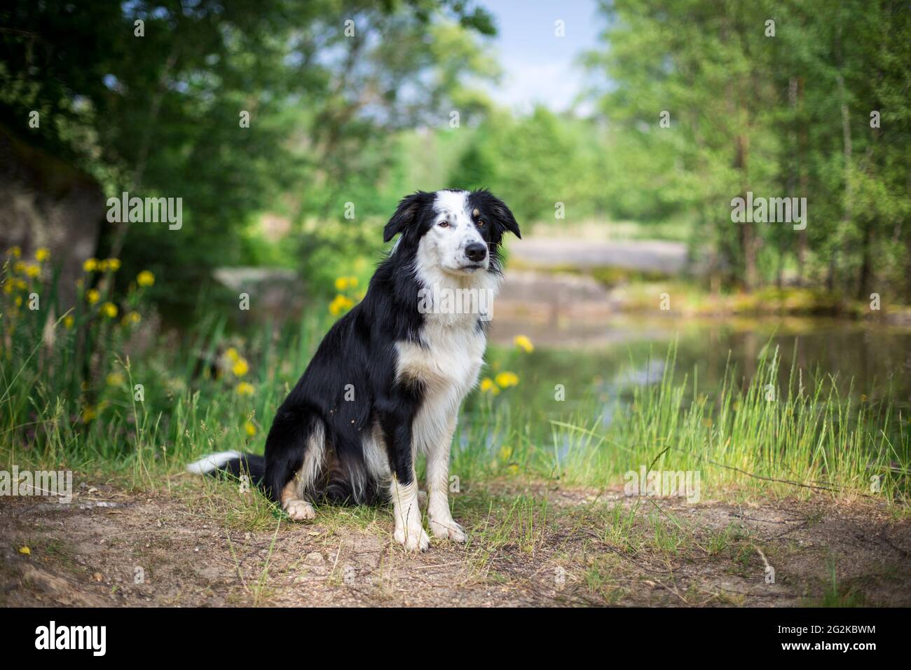 Collie di bordo Foto Stock