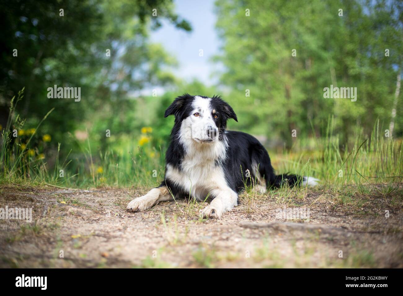 Collie di bordo Foto Stock