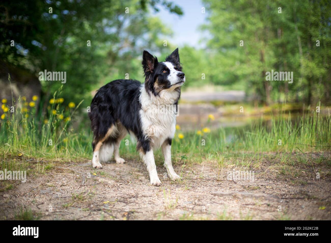 Collie di bordo Foto Stock