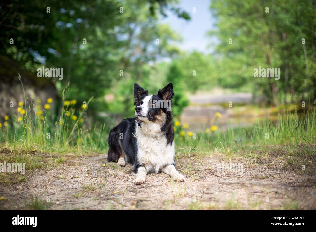 Collie di bordo Foto Stock