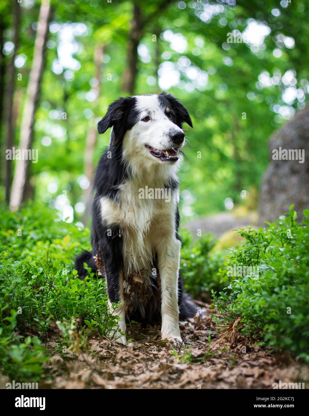 Collie di bordo Foto Stock