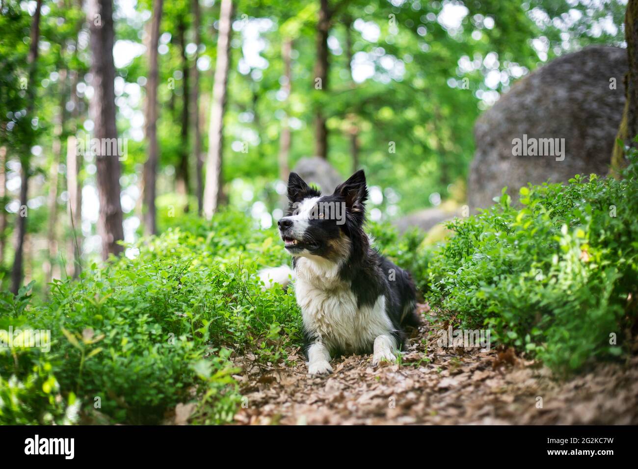 Collie di bordo Foto Stock