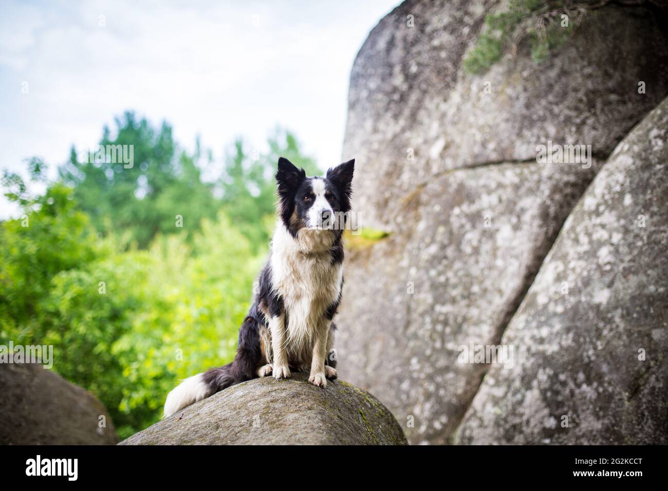 Collie di bordo Foto Stock