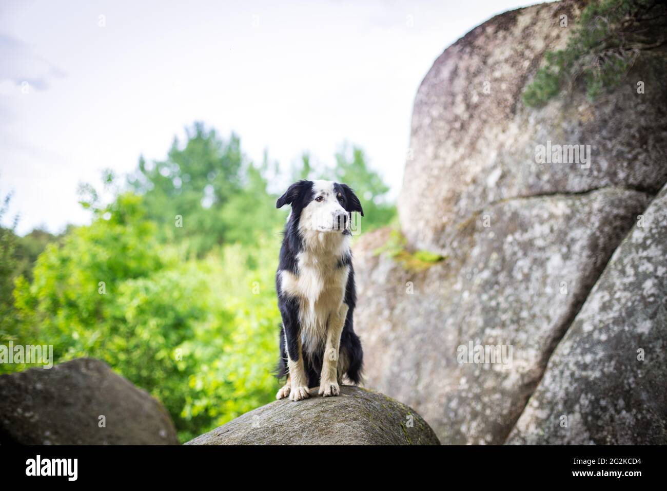 Collie di bordo Foto Stock