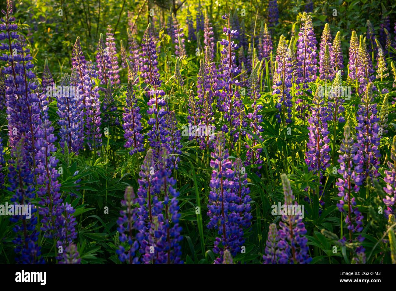 Fiori di lupino in fiore . Lupini in fiore. Campo di lupini. lupino colorato di rosa, viola, blu, bianco, giallo. Bellissimo tramonto. Lupin in pieno Foto Stock