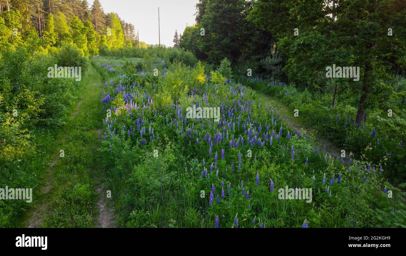 Scatto aereo. Prato Lupin in una foresta verde nel mezzo di strade carrabili strade sterrate nella foresta. Foto Stock