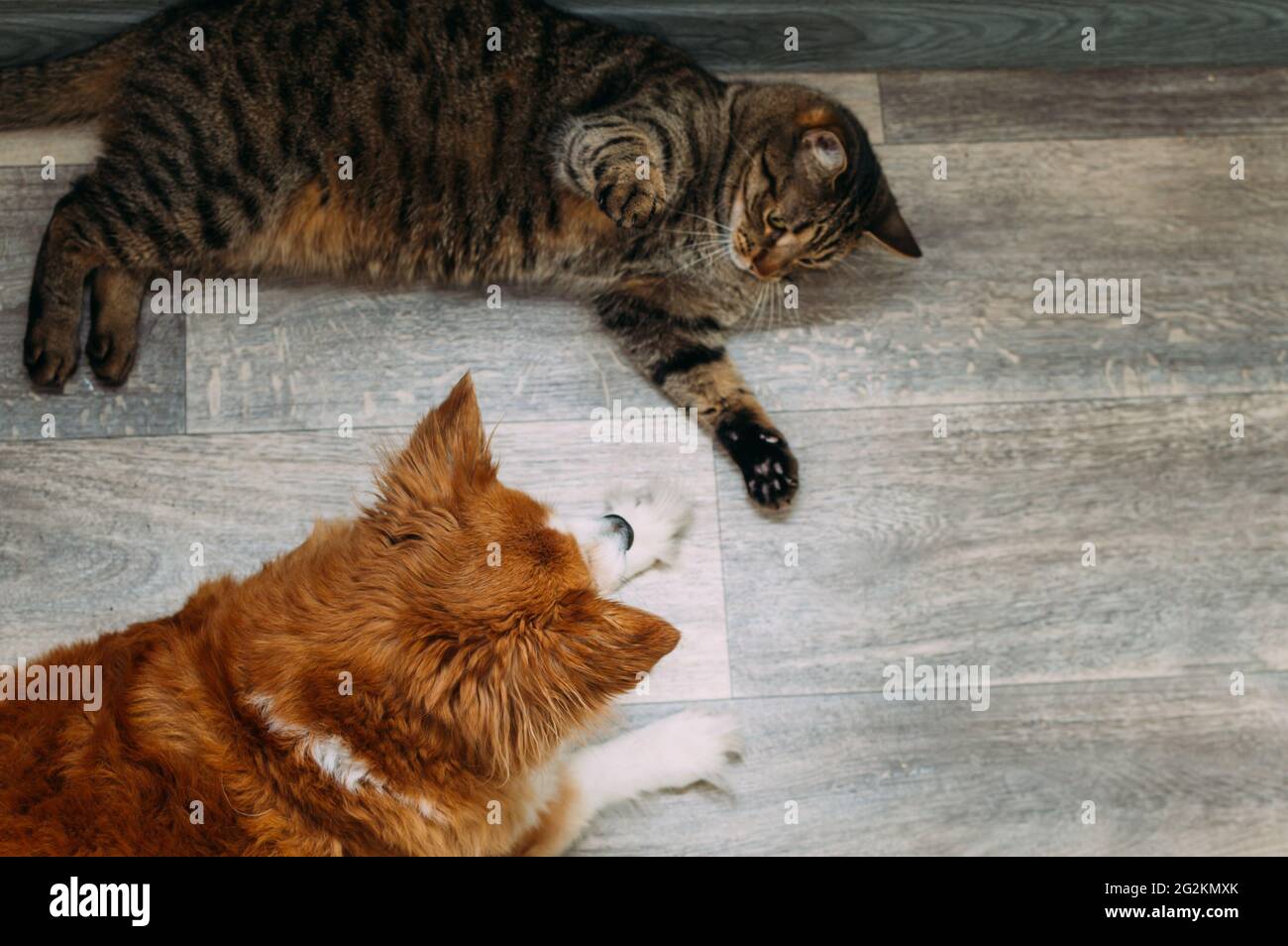 Il gatto e il cane giacciono insieme sul pavimento Foto Stock