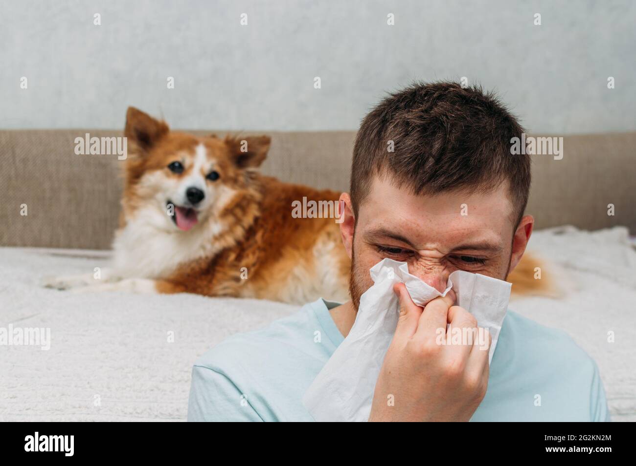 Concetto di allergia alla pelliccia animale. Un uomo con un naso che cola sullo sfondo di un cane Foto Stock