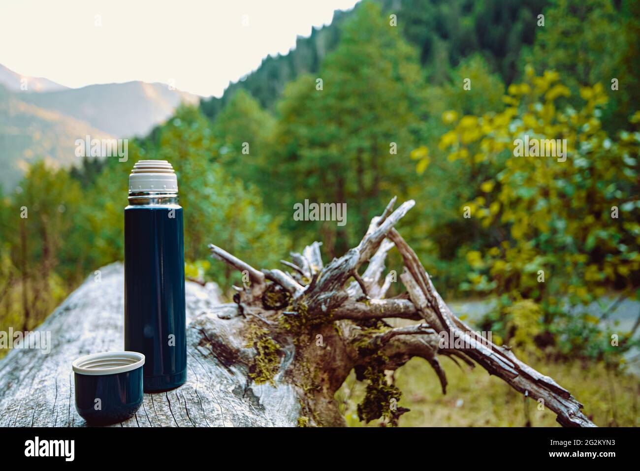 Primo piano thermos di tè caldo un albero caduto in autunno verde natura  Foto stock - Alamy