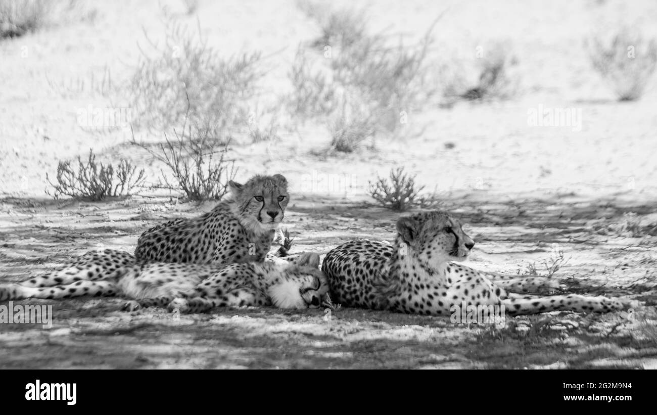 Donna ghepardo con due cubetti all'ombra nel parco transfontier di Kgalagadi, Sudafrica; specie Achinonyx jubatus famiglia di Felidae Foto Stock