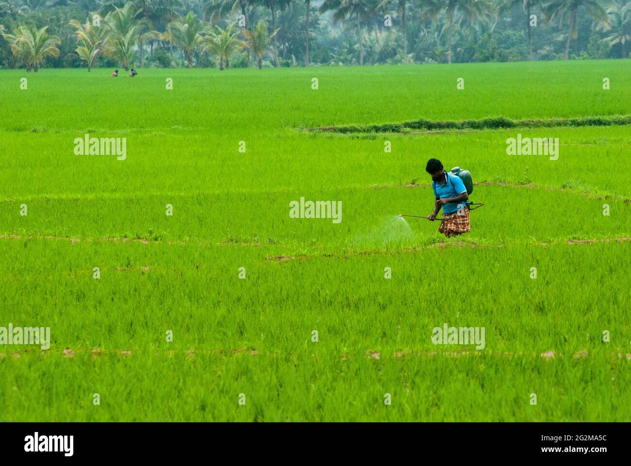 un uomo sta spruzzando il prodotto chimico liquido sul campo di risaia di agricoltura per uccidere gli insetti Foto Stock