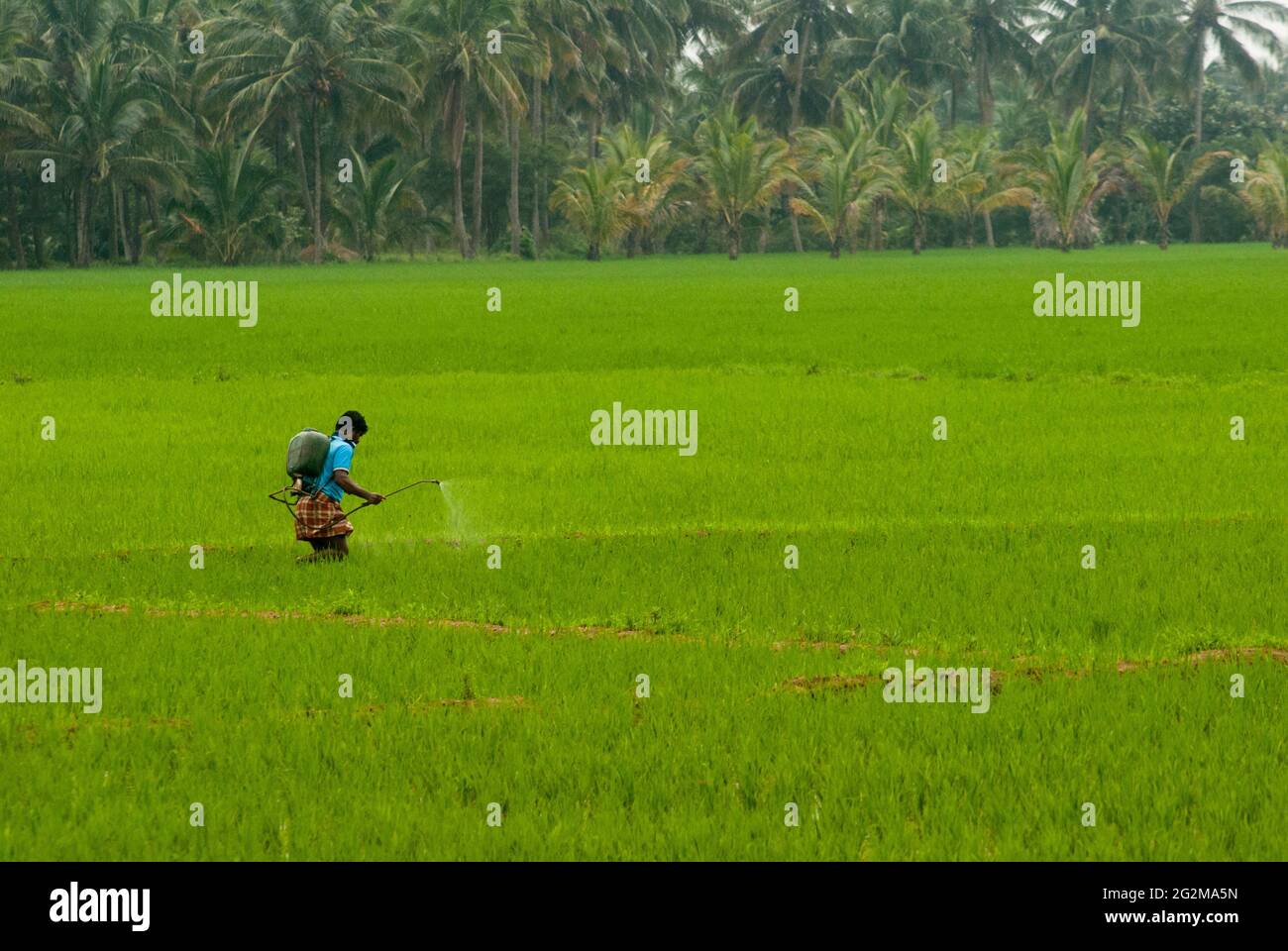 un uomo sta spruzzando il prodotto chimico liquido sul campo di risaia di agricoltura per uccidere gli insetti Foto Stock