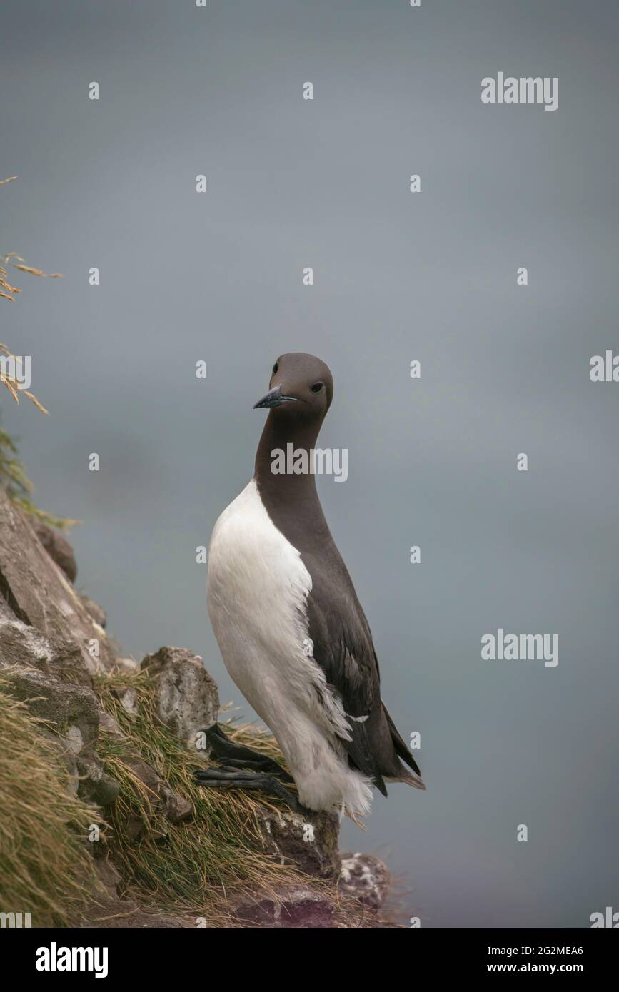 Guillemot comune, Uria aalge, in un sito di nido sul lato di una scogliera, la costa degli Scotlands in estate Foto Stock