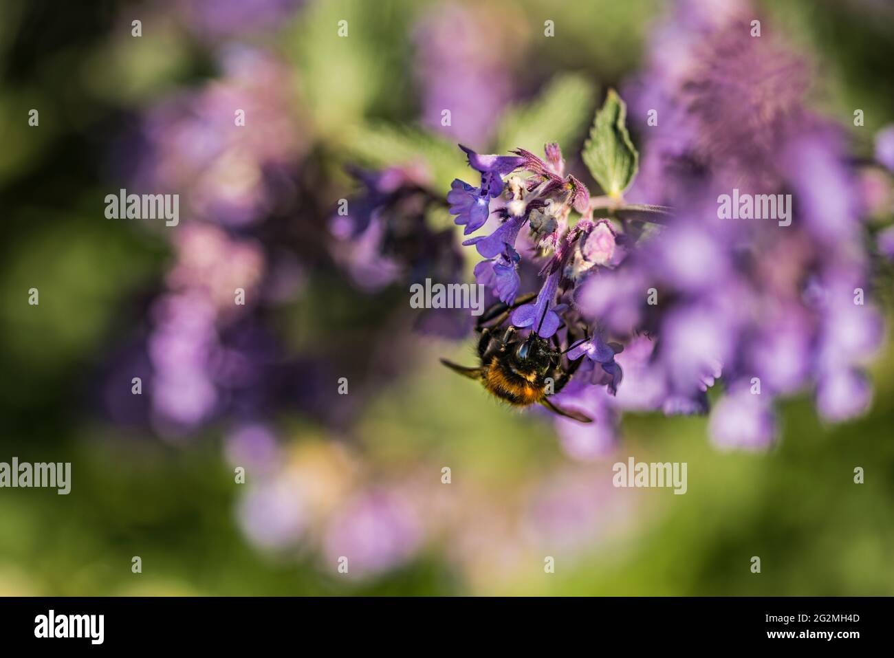 Menta, nepeta faassenii, pianta da giardino fiorita viola Foto Stock