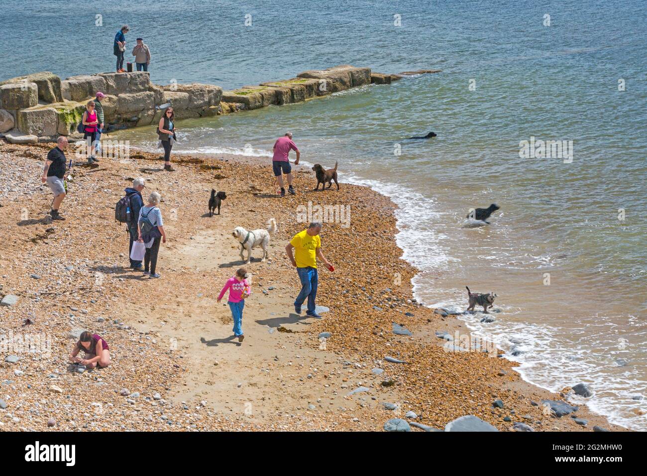 Un tempo occupato per gli escursionisti del cane sulla East Beach inLyme Regis sulla Jurassic Coast, Dorset, Regno Unito Foto Stock