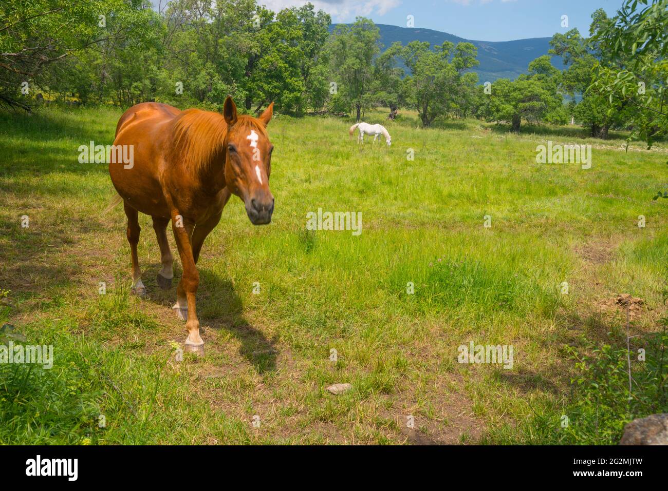 Cavalli in un prato. Foto Stock