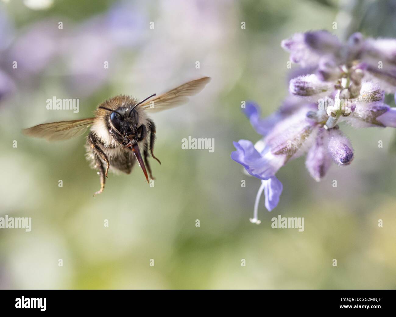 Un bumble-ape vola intorno a un fiore di lavandula su un giardino. Foto Stock