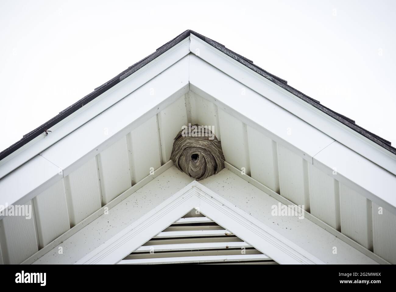 Un grande nido di cornetto nella parte superiore di una casa Foto Stock
