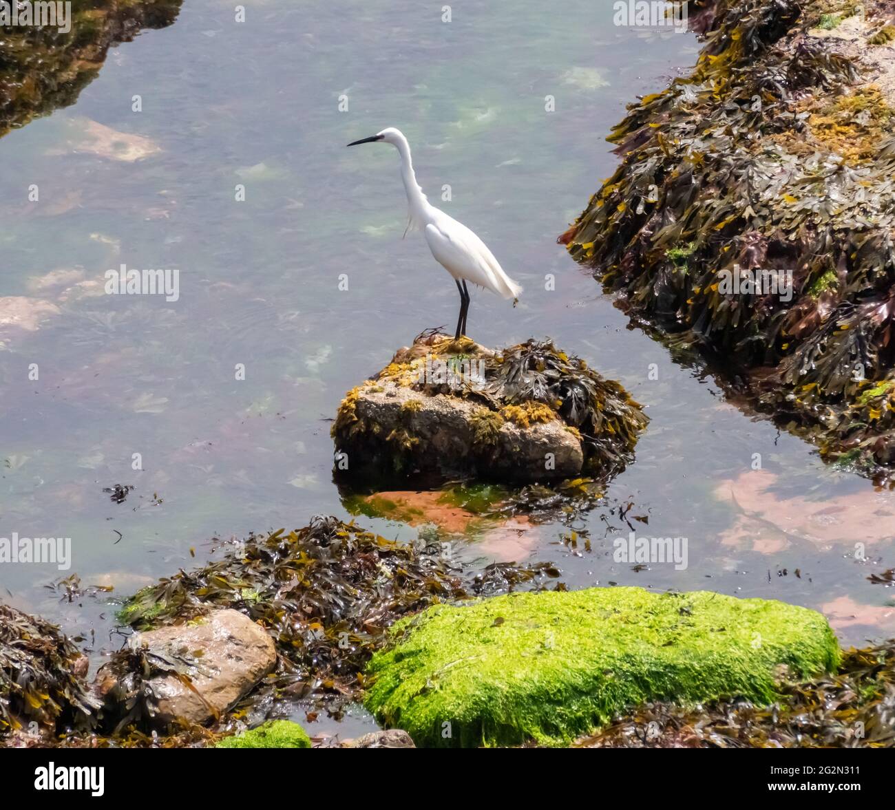 Egret bianco Foto Stock