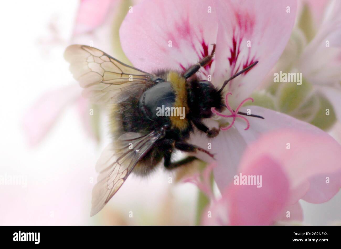 Un'ape raccoglie polline da un fiore in un giardino a Bohortha, Cornovaglia, Gran Bretagna 7 giugno 2021. Fotografia John Voos Foto Stock