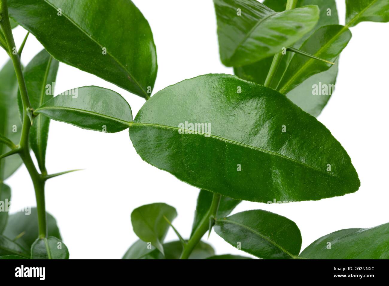 Fresco verde aroamtico foglie di lime Kaffir primo piano Foto Stock
