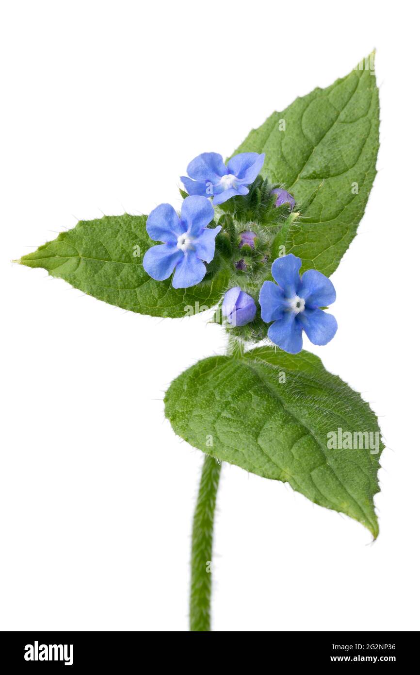 Rametto fresco intero di pianta di Anchusa con fiori blu su sfondo bianco Foto Stock