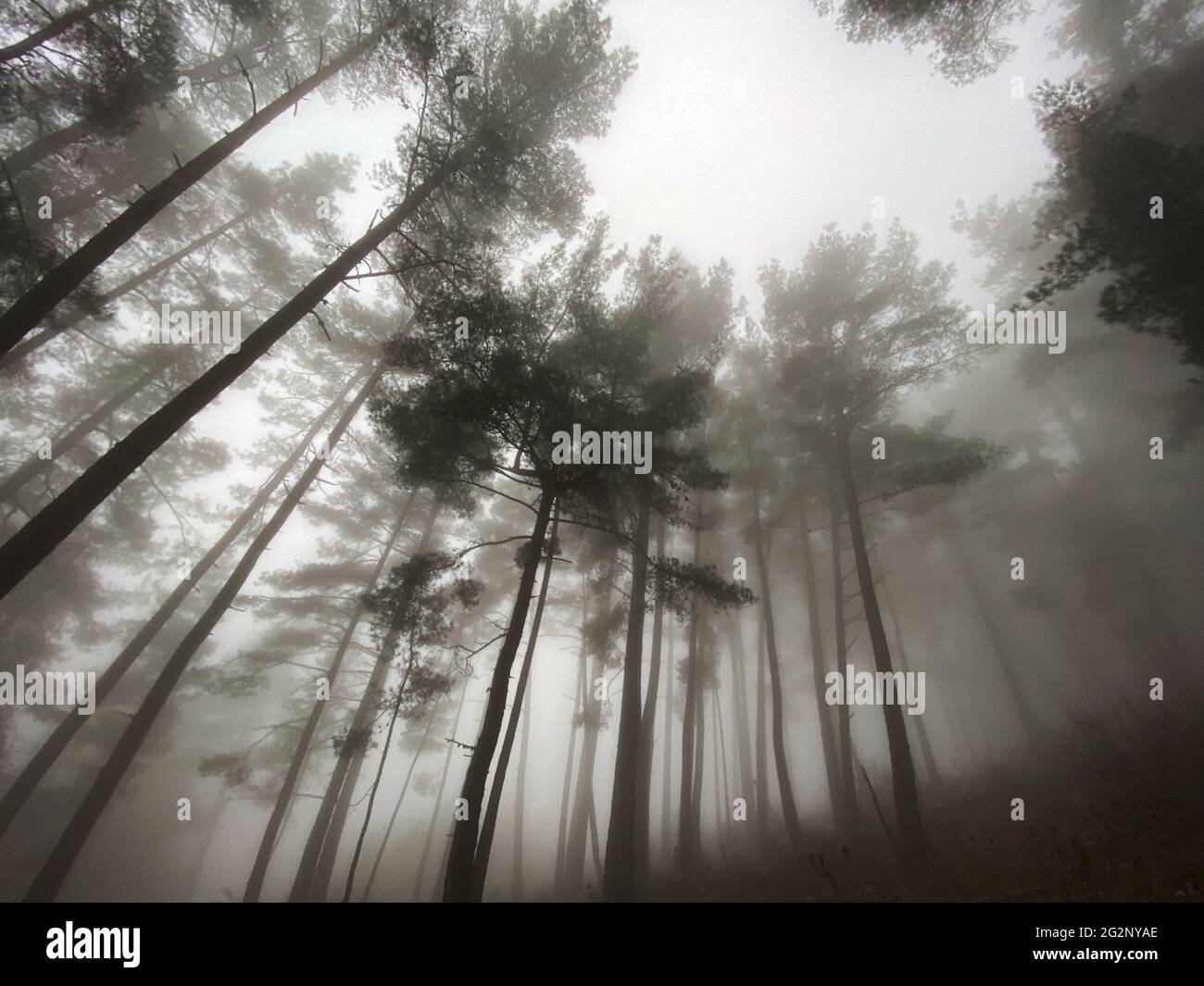 Terreno boscoso mistico ad angolo basso con alti alberi di conifere in un giorno di nebbia cupo Foto Stock