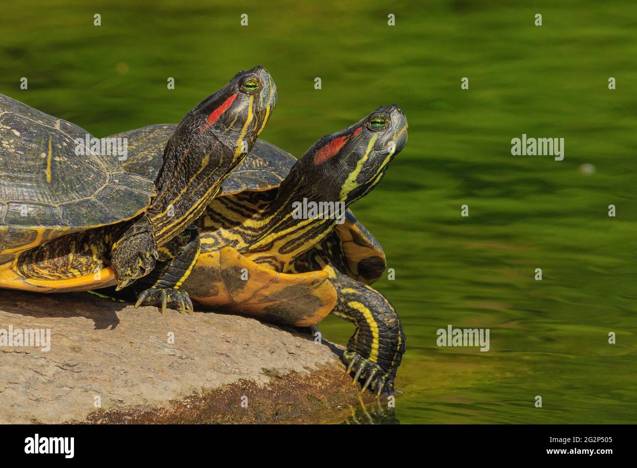 Due cursori dello stagno si fondano su una roccia. Foto Stock